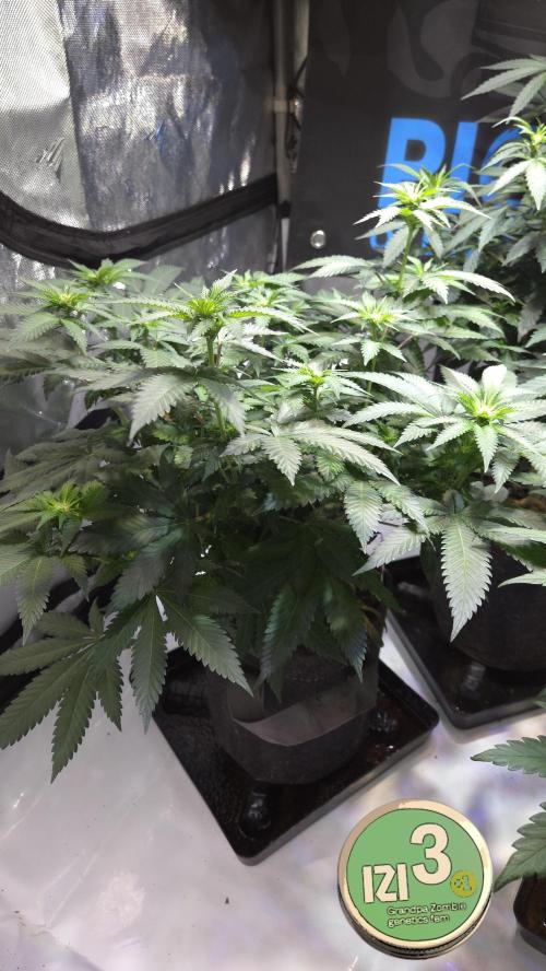 Grandpa Zombie 🧟‍♂️. Week 7