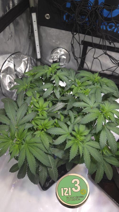 Grandpa Zombie 🧟‍♂️. Week 7
