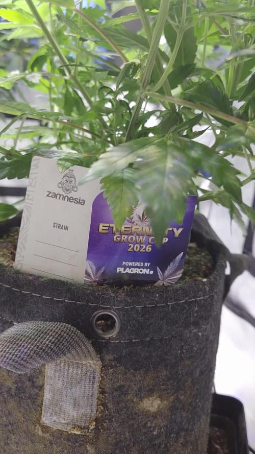 STICKY BROCCOLI 🥦 PLAGRON