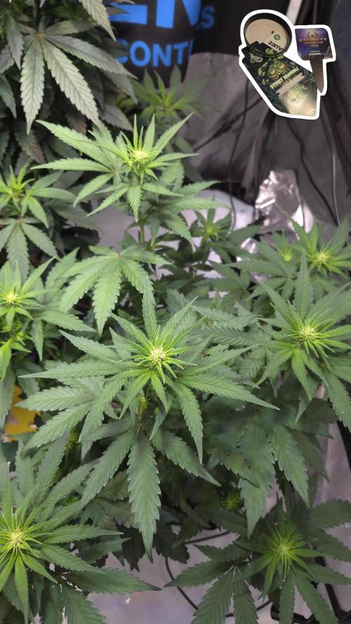 STICKY BROCCOLI 🥦 PLAGRON. Week 7