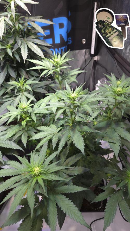 STICKY BROCCOLI 🥦 PLAGRON. Week 7