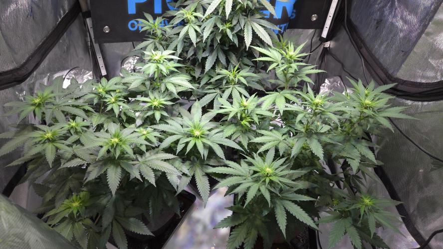 STICKY BROCCOLI 🥦 PLAGRON. Week 7