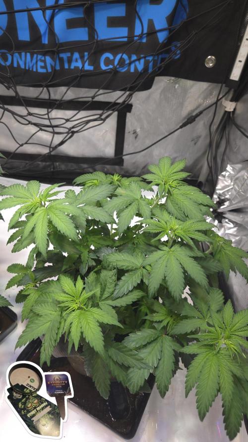 STICKY BROCCOLI 🥦 PLAGRON. Week 7