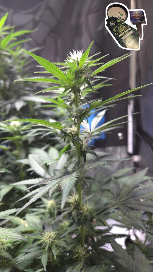 STICKY BROCCOLI 🥦 PLAGRON. Week 8