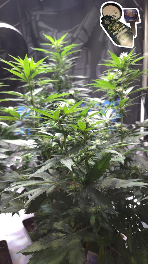 STICKY BROCCOLI 🥦 PLAGRON. Week 8