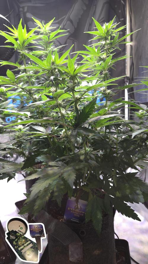 STICKY BROCCOLI 🥦 PLAGRON. Week 8