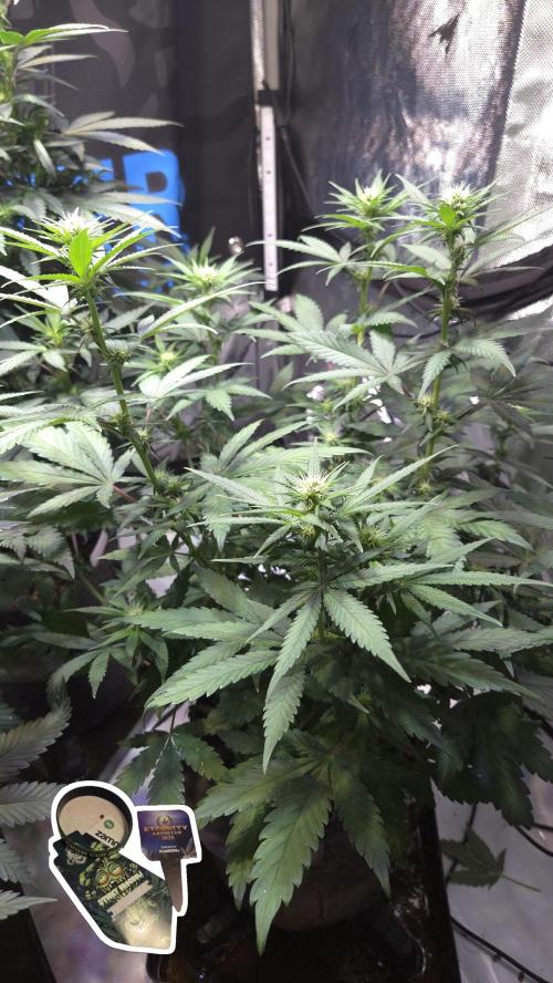 STICKY BROCCOLI 🥦 PLAGRON. Week 8