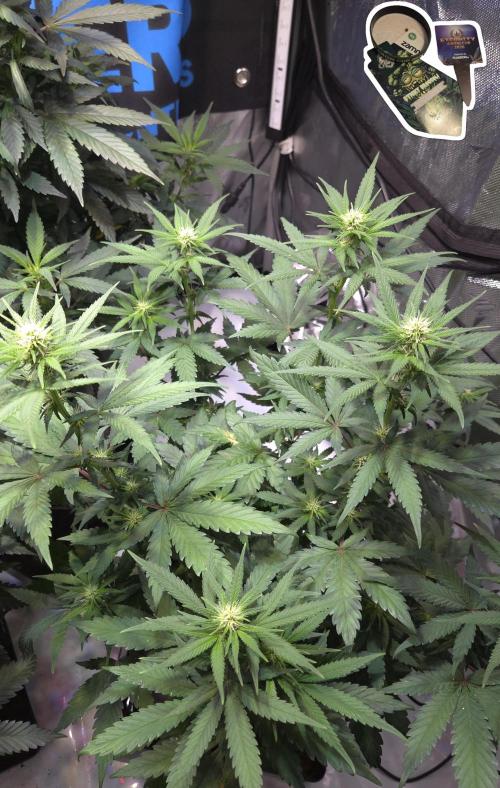 STICKY BROCCOLI 🥦 PLAGRON. Week 8