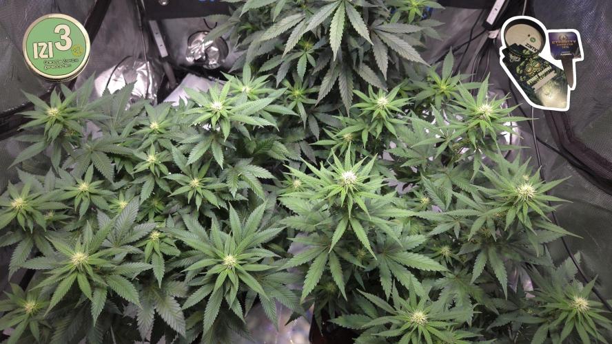 Grandpa Zombie 🧟‍♂️. Week 8