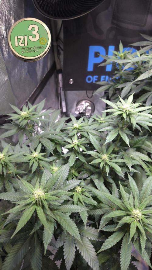 Grandpa Zombie 🧟‍♂️. Week 8