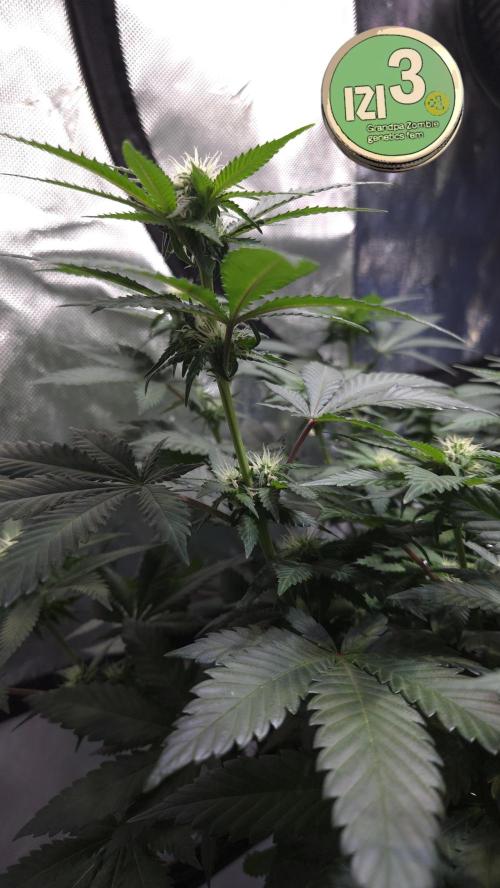 Grandpa Zombie 🧟‍♂️. Week 8