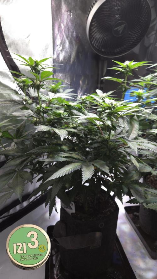 Grandpa Zombie 🧟‍♂️. Week 8