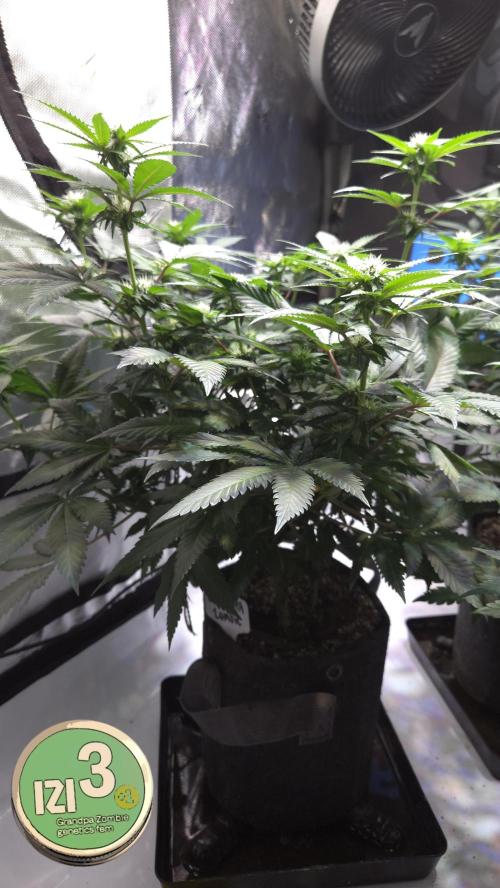 Grandpa Zombie 🧟‍♂️. Week 8