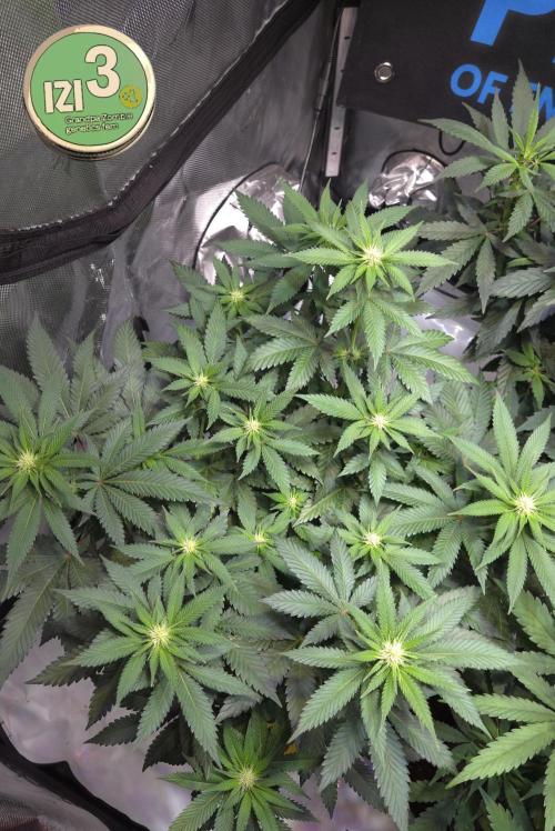 Grandpa Zombie 🧟‍♂️. Week 8