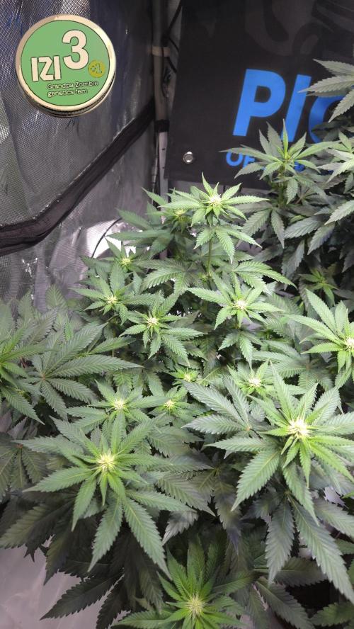 Grandpa Zombie 🧟‍♂️. Week 8