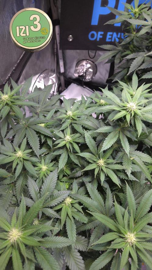 Grandpa Zombie 🧟‍♂️. Week 8