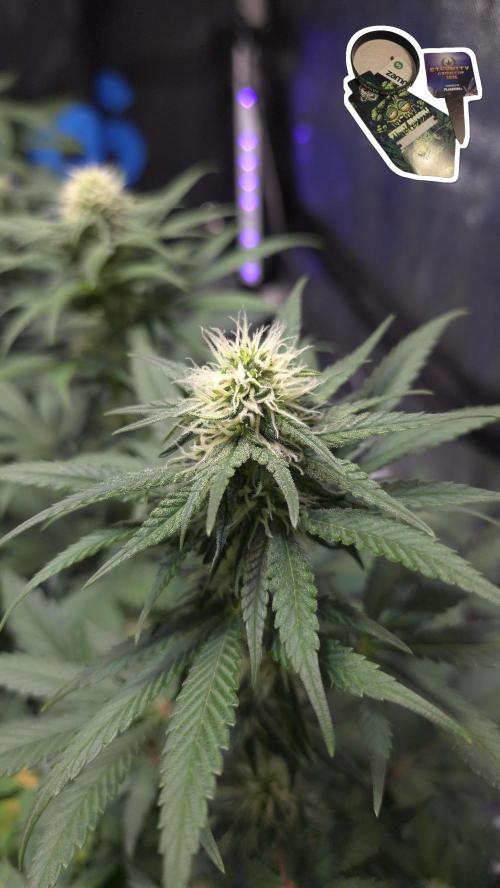 STICKY BROCCOLI 🥦 PLAGRON. Week 9