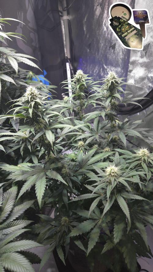 STICKY BROCCOLI 🥦 PLAGRON. Week 9