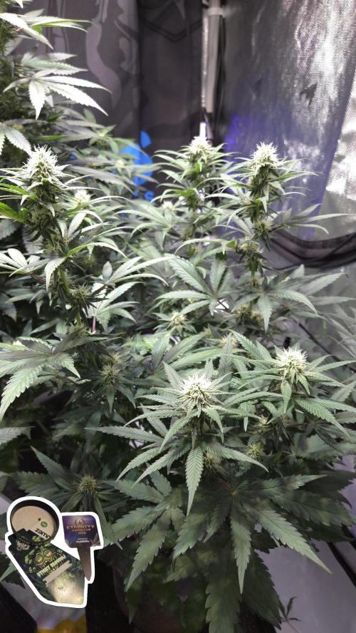 STICKY BROCCOLI 🥦 PLAGRON. Week 9