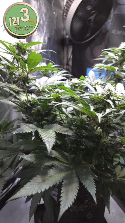 Grandpa Zombie 🧟‍♂️. Week 9