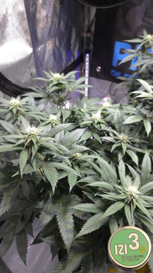 Grandpa Zombie 🧟‍♂️. Week 9
