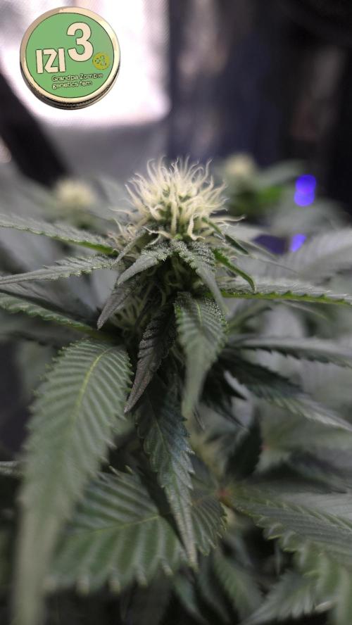 Grandpa Zombie 🧟‍♂️. Week 9