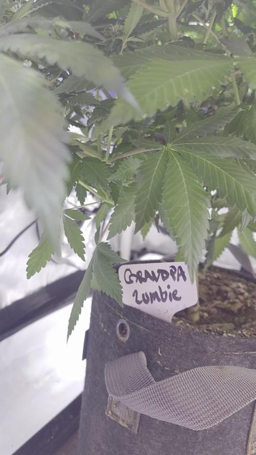 Grandpa Zombie 🧟‍♂️