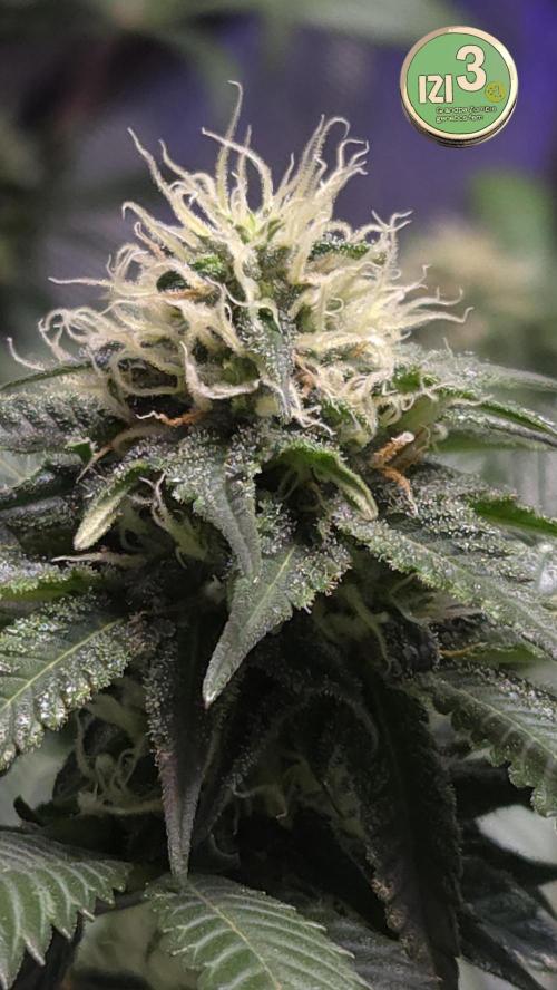 Grandpa Zombie 🧟‍♂️. Week 10