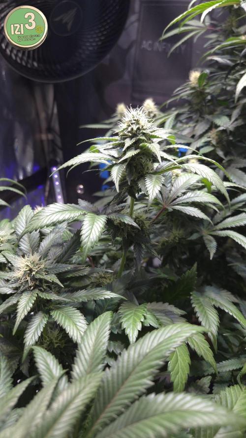 Grandpa Zombie 🧟‍♂️. Week 10