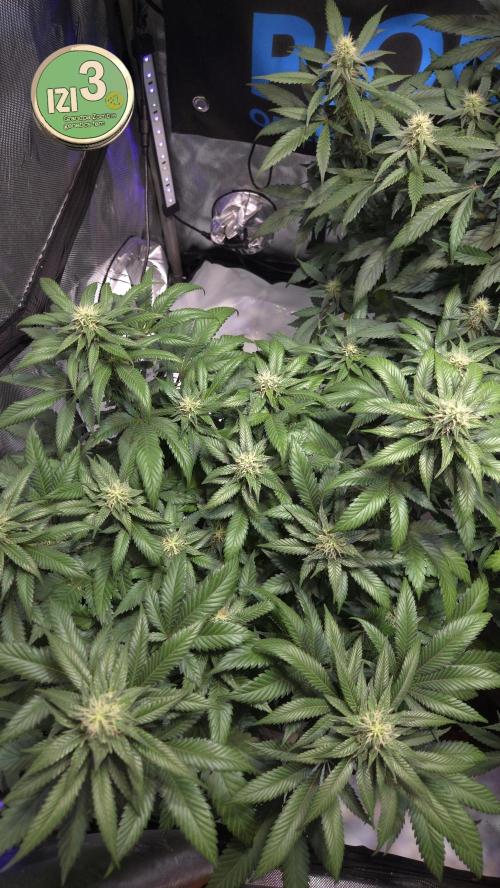 Grandpa Zombie 🧟‍♂️. Week 10