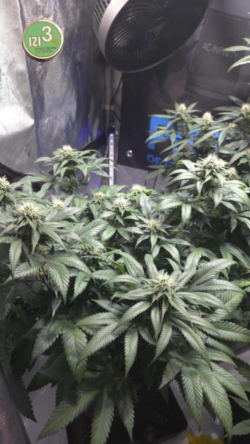 Grandpa Zombie 🧟‍♂️. Week 10