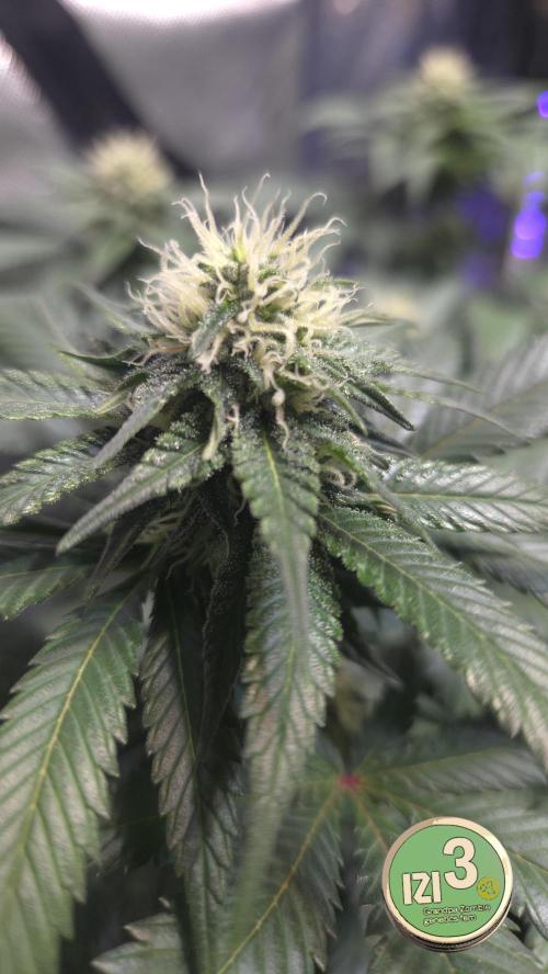 Grandpa Zombie 🧟‍♂️. Week 10