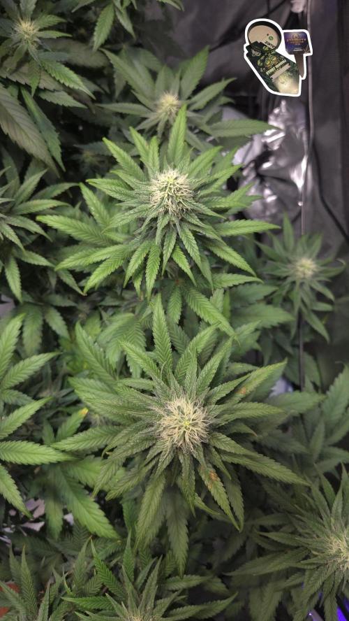 STICKY BROCCOLI 🥦 PLAGRON. Week 10