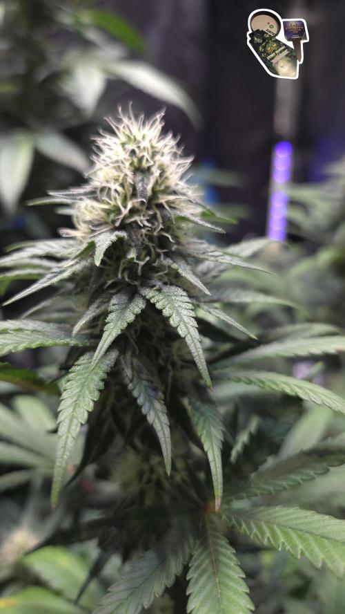 STICKY BROCCOLI 🥦 PLAGRON. Week 10