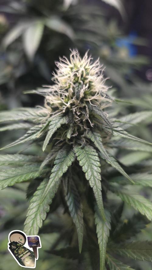 STICKY BROCCOLI 🥦 PLAGRON. Week 10