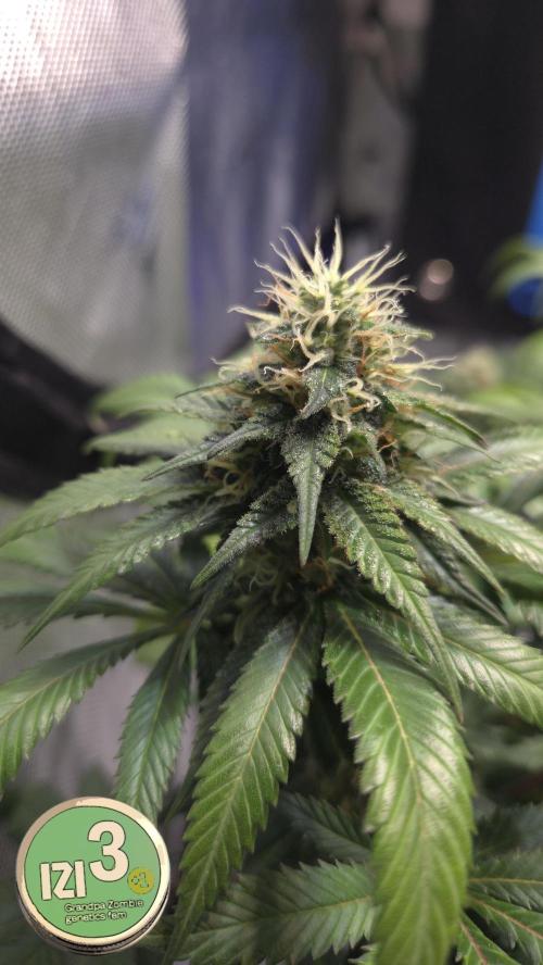 Grandpa Zombie 🧟‍♂️. Week 11