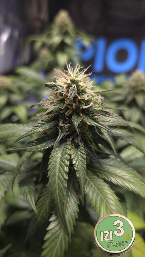 Grandpa Zombie 🧟‍♂️. Week 11