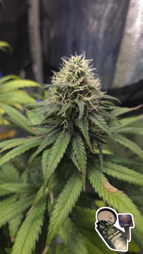STICKY BROCCOLI 🥦 PLAGRON. Week 11