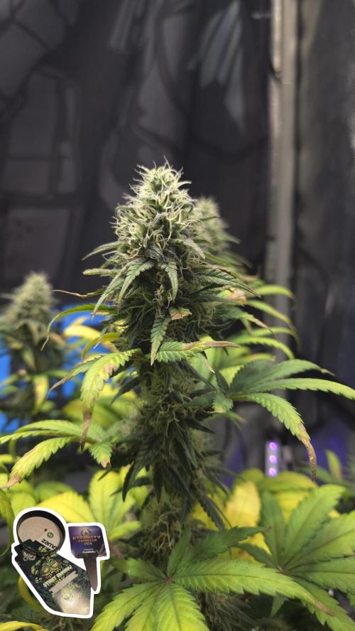 STICKY BROCCOLI 🥦 PLAGRON. Week 11