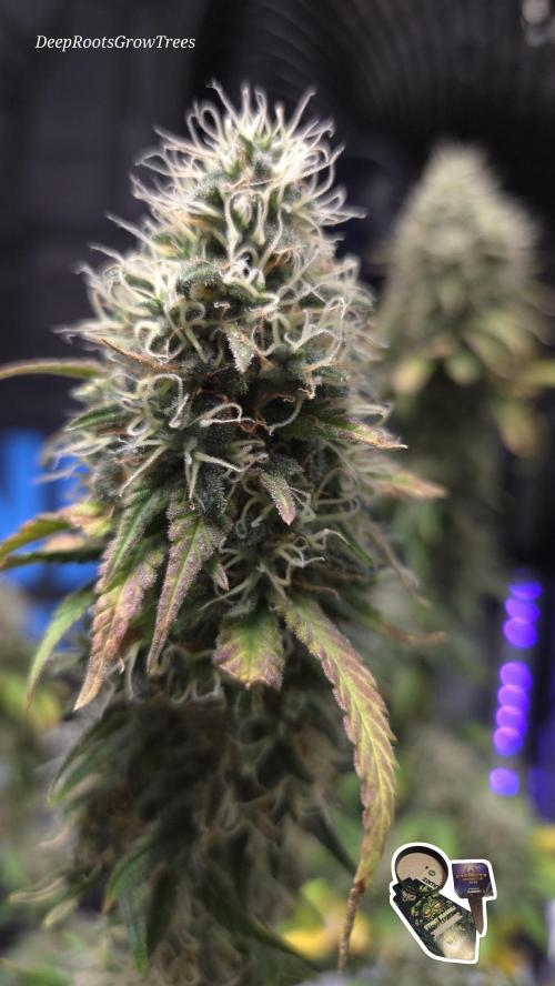 STICKY BROCCOLI 🥦 PLAGRON. Week 12