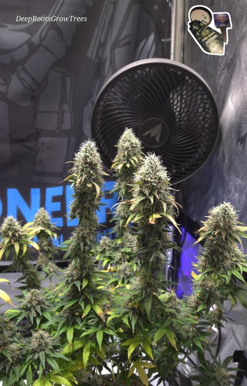 STICKY BROCCOLI 🥦 PLAGRON. Week 12