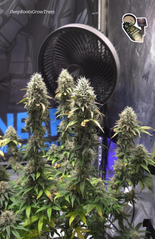 STICKY BROCCOLI 🥦 PLAGRON. Week 12