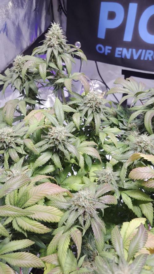 Grandpa Zombie 🧟♂️