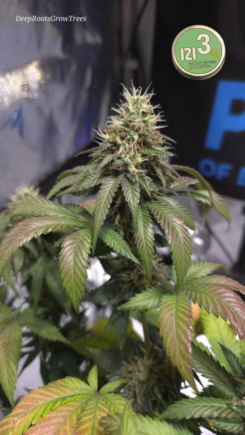 Grandpa Zombie 🧟‍♂️. Week 12
