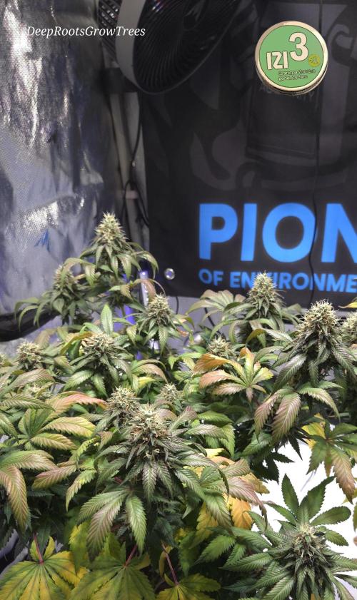 Grandpa Zombie 🧟‍♂️. Week 12