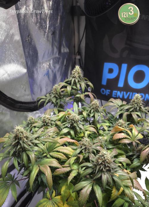 Grandpa Zombie 🧟‍♂️. Week 12