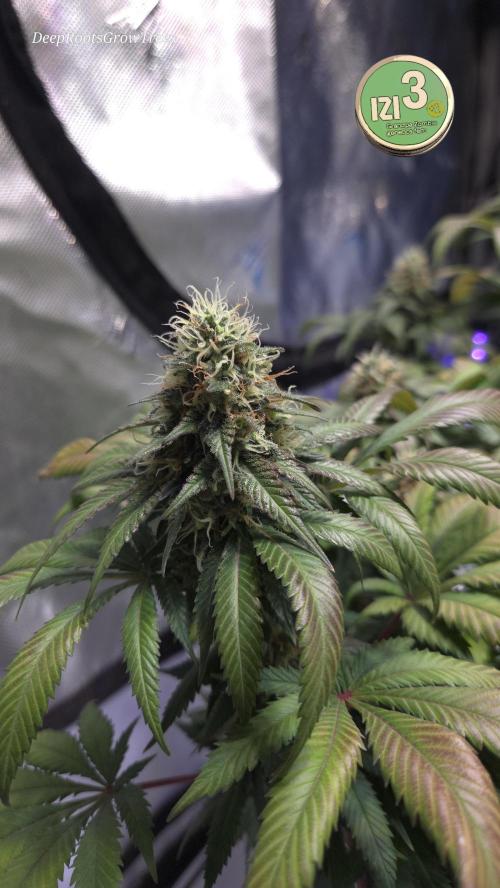 Grandpa Zombie 🧟‍♂️. Week 12