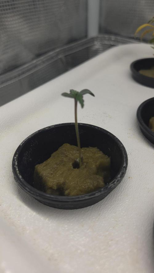 BLUE CHEESE 🧀 AUTO. Week 0