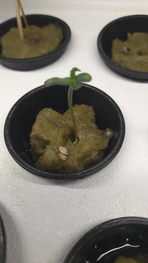 MIMOSA  AUTO. Week 0