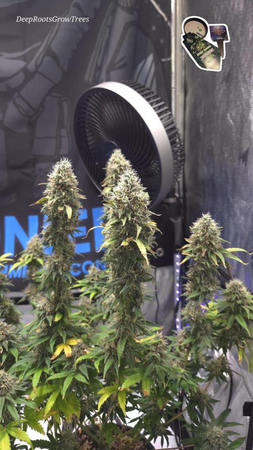 STICKY BROCCOLI 🥦 PLAGRON. Week 13